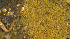Trichaleurina tenuispora