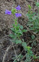 Penstemon serrulatus