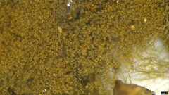 Trichaleurina tenuispora