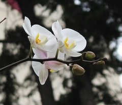 Phalaenopsis amabilis