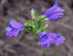 Penstemon serrulatus