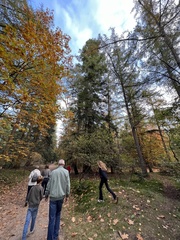 Abies alba