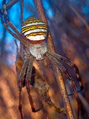 Argiope magnifica