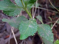 Penstemon serrulatus