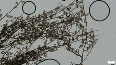 Trichaleurina tenuispora