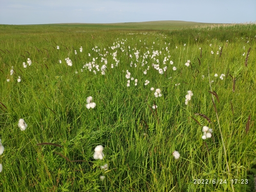 Common Cottongrass