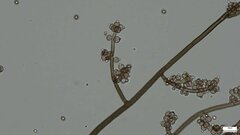 Trichaleurina tenuispora