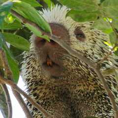 Coendou longicaudatus