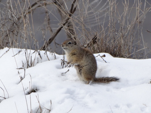 Wyoming Ground Squirrel