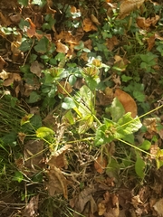 Elephantopus tomentosus