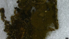 Trichaleurina tenuispora