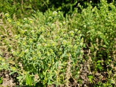 Acicarpha tribuloides