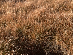 Eleocharis flavescens