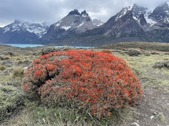 Anarthrophyllum desideratum