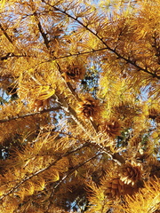 Pseudolarix amabilis