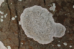 Lecanora campestris