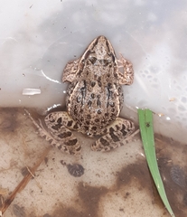 Leptodactylus luctator