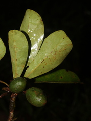 Terminalia tetraphylla