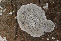 Lecanora campestris