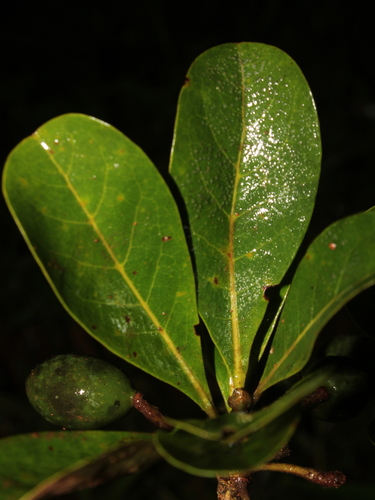 Terminalia tetraphylla image
