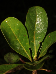 Image of Terminalia tetraphylla