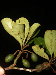 Terminalia tetraphylla
