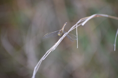 Erythrodiplax nigricans