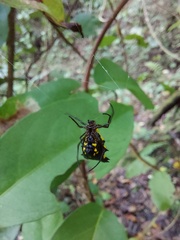 Micrathena decorata
