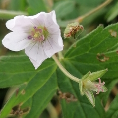 Geranium pyrenaicum