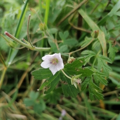 Geranium pyrenaicum