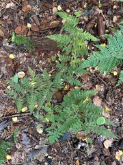Dryopteris dilatata