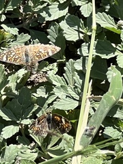 Phyciodes phaon phaon