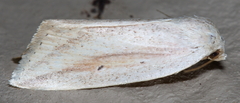 Amolita obliqua