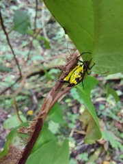 Micrathena decorata