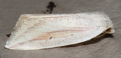 Amolita obliqua