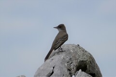 Myiarchus swainsoni