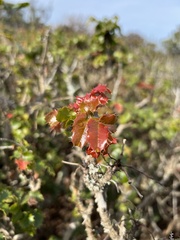 Berberis pinnata