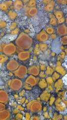 Polycauliona bolacina