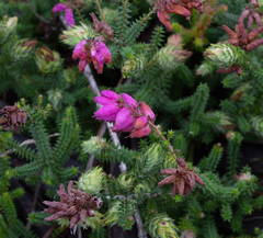 Erica ciliaris