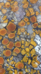 Polycauliona bolacina