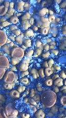 Polycauliona bolacina
