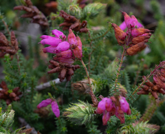 Erica ciliaris