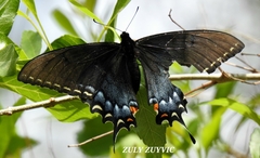 Papilio alexiares