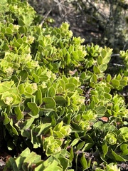 Arctostaphylos imbricata