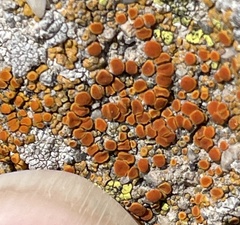 Polycauliona bolacina