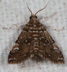 Elophila gyralis