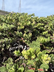 Arctostaphylos imbricata