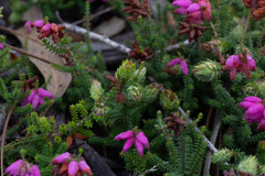 Erica ciliaris