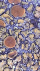 Polycauliona bolacina