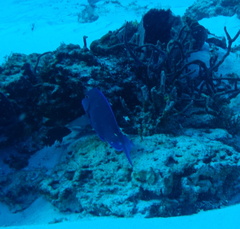 Acanthurus coeruleus